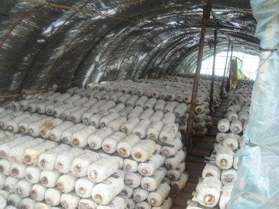 經(jīng)過(guò)殺蟲(chóng)燈防治后的食用菌大棚