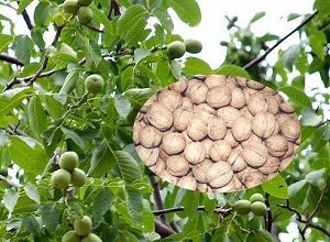 經過太陽能殺蟲燈防治后的核桃圖片